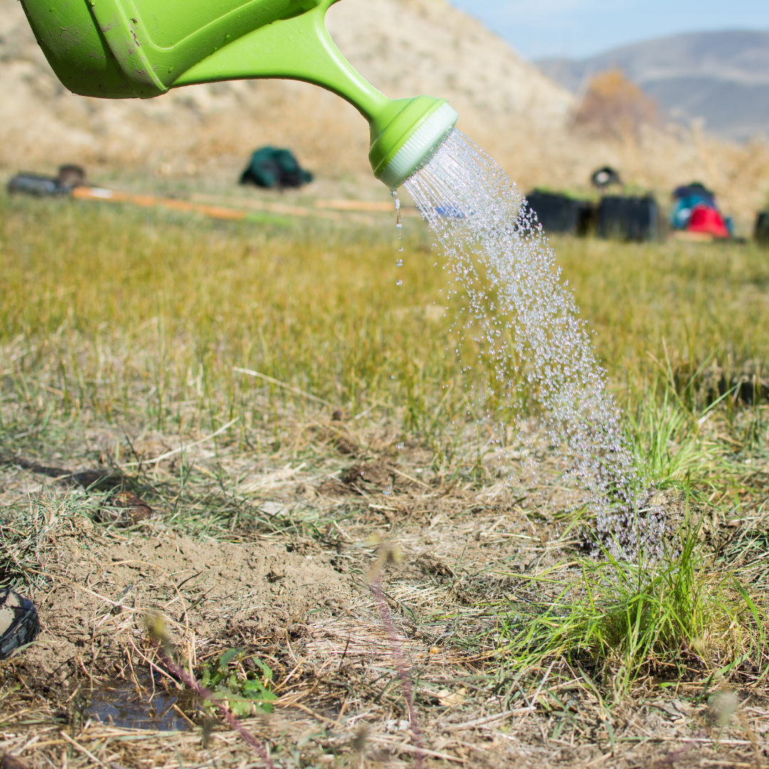 Volunteer Day: Backcountry Watering - logo
